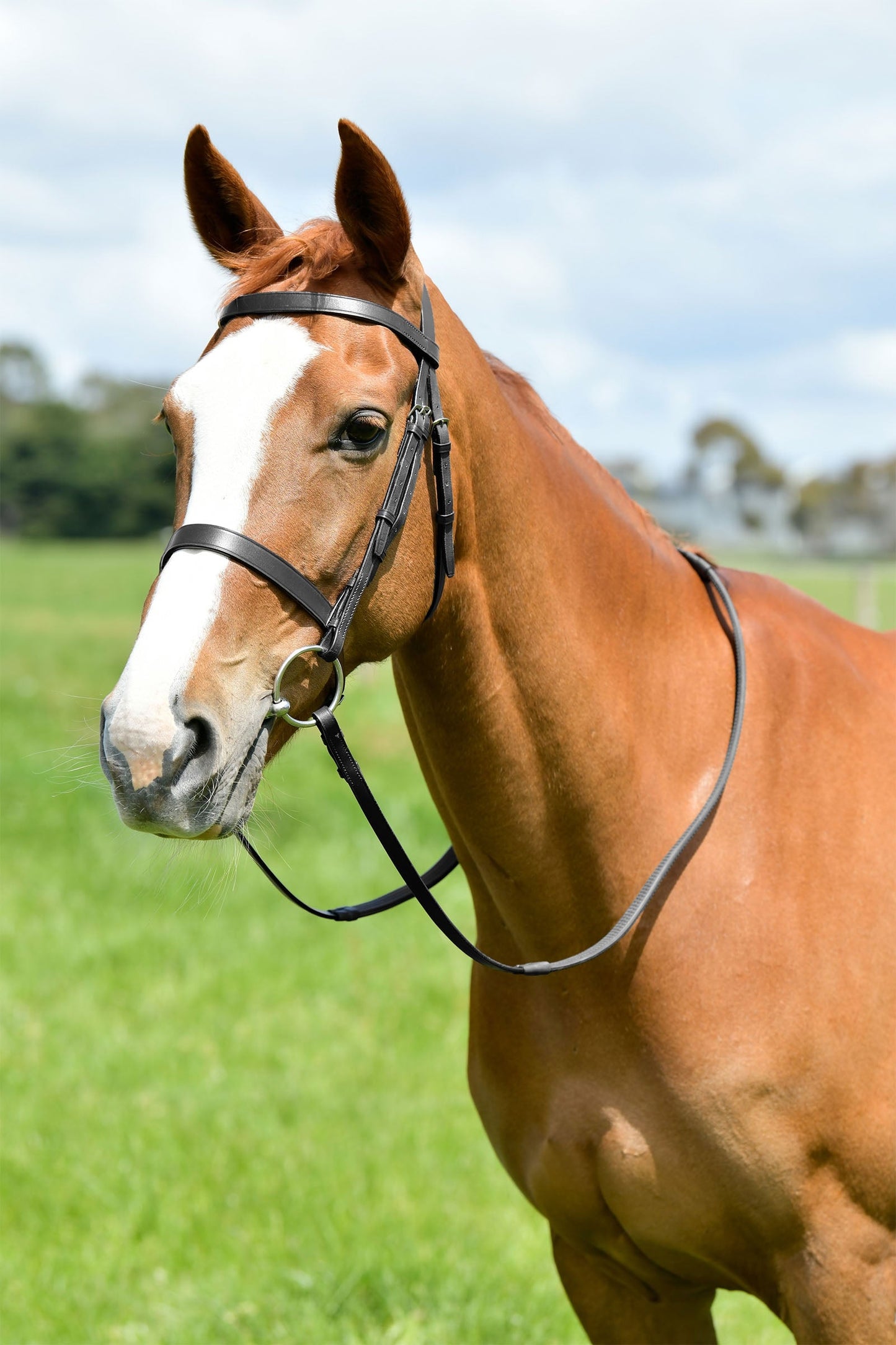 Classic Flat Hunt Bridle With Reins Black P