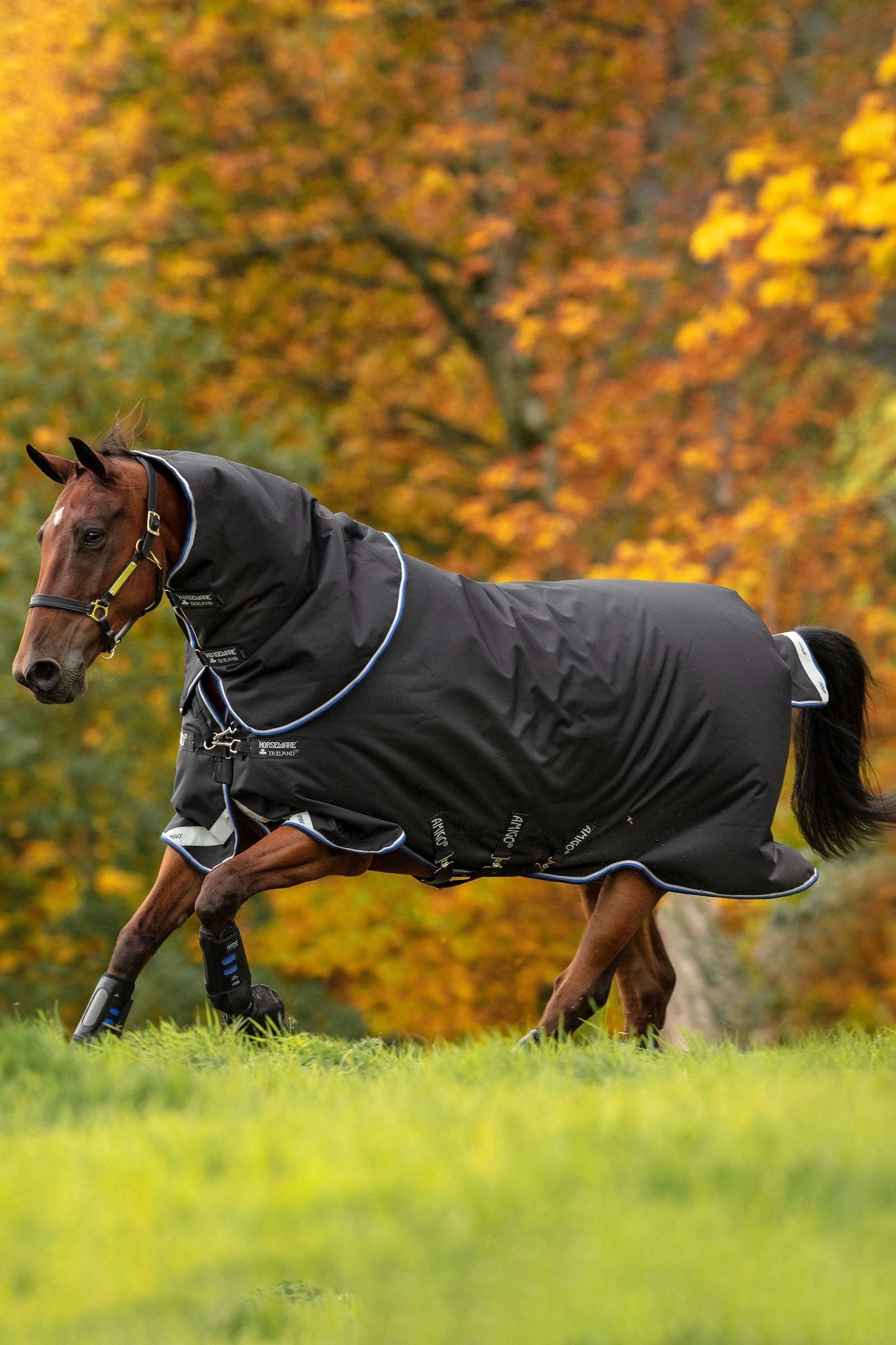Amigo Bravo 12 Plus Turnout Rug, 250 g Black/Str Blue/Black 165